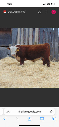 Hereford bulls for sale