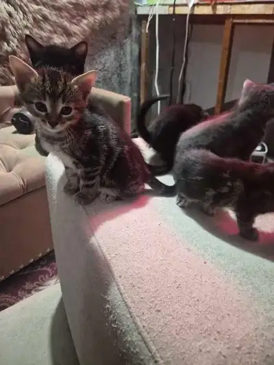 Kittens for Sale Born Jan 11, View more