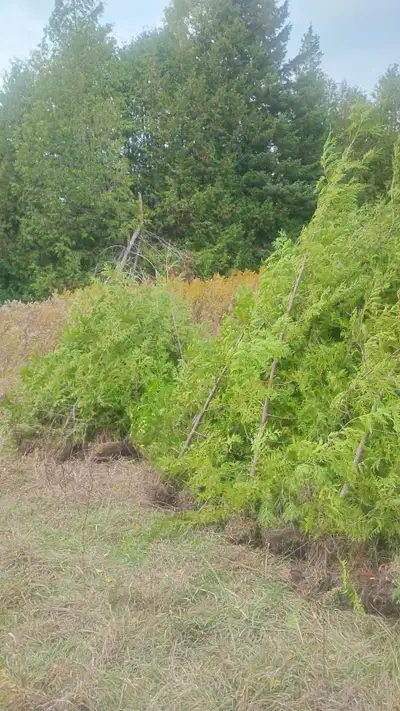 cedar king/cedar boss privacy hedges wholesale prices, View more