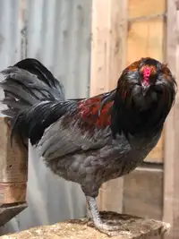 Olive Egger Roosters Looking for homes