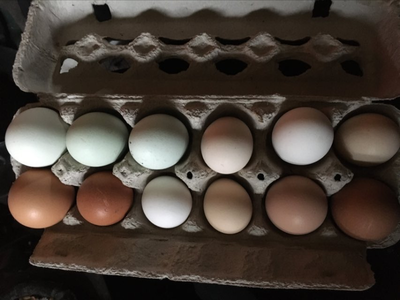 Oeuf frais à Issoudun 3.50$, View more