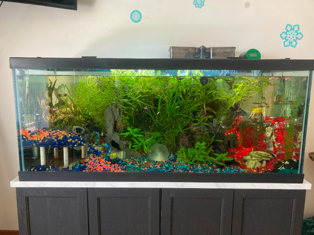 BRAND NEW 75 Gallon Fish Tank in Fish for Rehoming in Belleville - Image 2