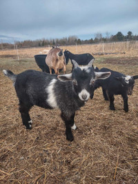 Nigerian dwarf bucklings