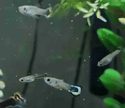 Fancy Guppies juvenile, View more