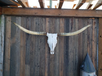 Longhorn  steer skull mount