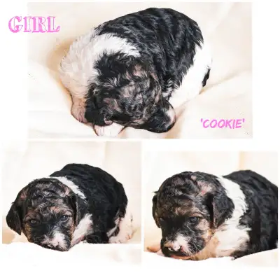 Parti & Merle Moyen Poodle Puppies THEY HAVE ARRIVED, View more