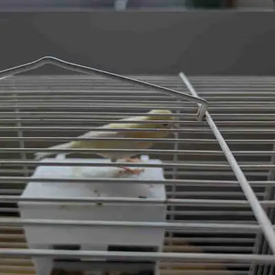 canaris âgée de 3mois , View more