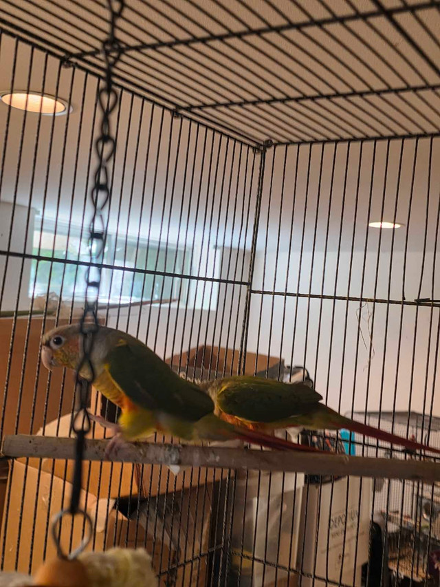 Conure pinaple nourrient a la main  dans Oiseaux à adopter  à Laval/Rive Nord - Image 2