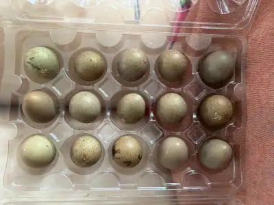 button quail eggs, View more