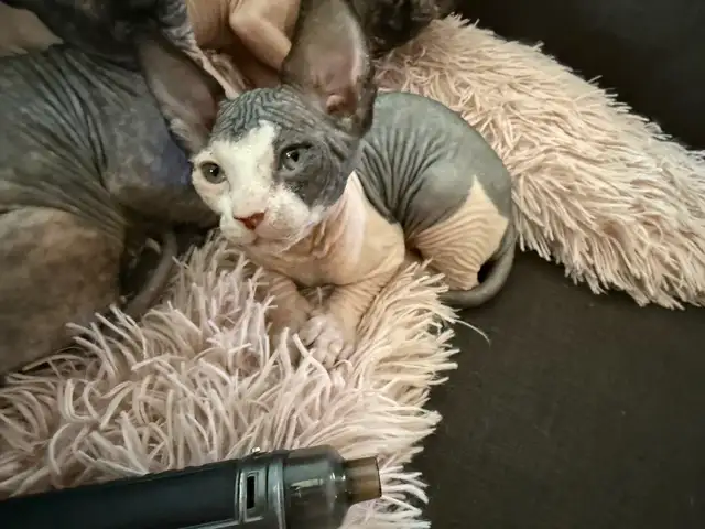 SPHYNX chat in Cats & Kittens for Rehoming in Laurentides - Image 8