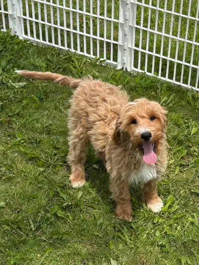 These beautiful mini/medium Goldendoodles are available now. One mini white female, two apricot with...