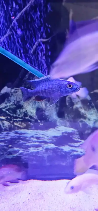 blue color Peacock, Cichlid, View more