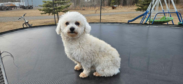 Mini poodle x bichon frise, Female, hypoallergenic breed in Dogs & Puppies for Rehoming in Fort St. John