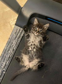Maine Coon kittens [Available]