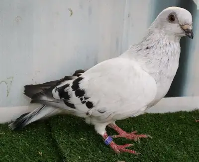 Pigeon Damascène femelle DJ591, View more