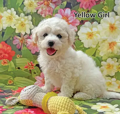 BEAUTIFUL BICHON FRISE GIRLS, View more