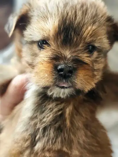 Morkie Puppies, View more