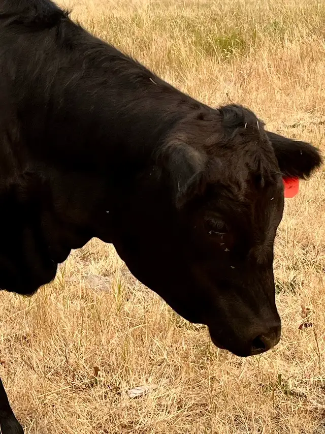 Four Bred Angus-cross Yearling Heifers in Livestock in Vernon - Image 5
