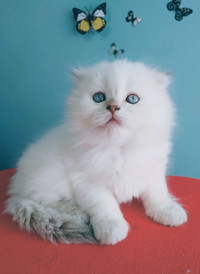 Scottish Fold white/blue point longhair male kitten, blue eyes