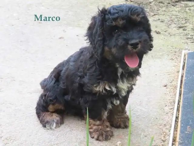Cockapoo puppies for sale in Dogs & Puppies for Rehoming in Kitchener / Waterloo - Image 7