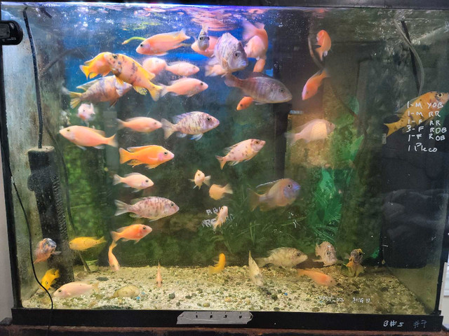 African Cichlids and more  in Fish for Rehoming in Barrie - Image 2