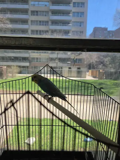 budgie for sale, View more