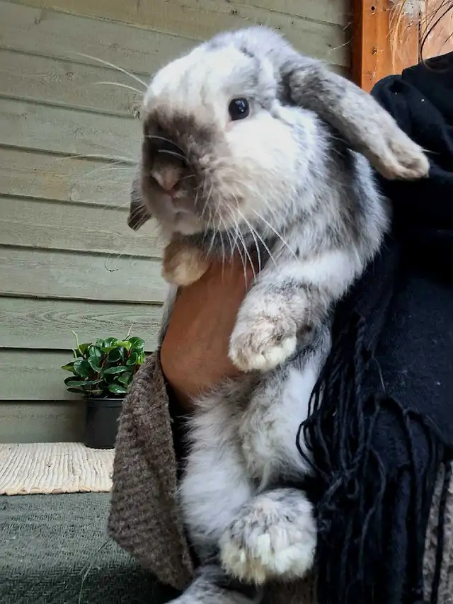 Holland Lop Rabbitry (nettle.blossom.burrows) in Small Animals for Rehoming in Delta/Surrey/Langley - Image 9