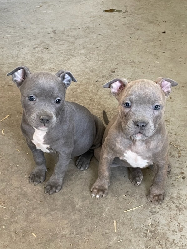 American Bully Puppies Dogs & Puppies for Rehoming Woodstock Kijiji