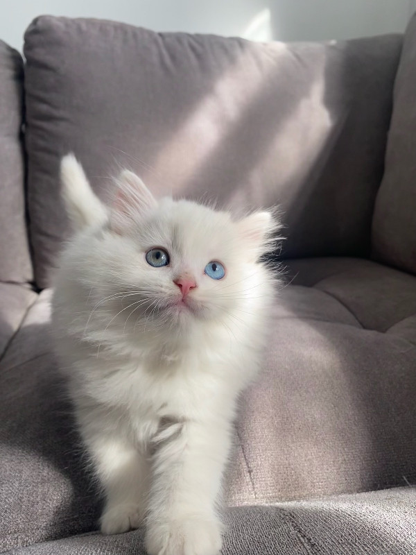 Persian x Ragdoll kittens for sale! in Cats & Kittens for Rehoming in Vancouver - Image 3