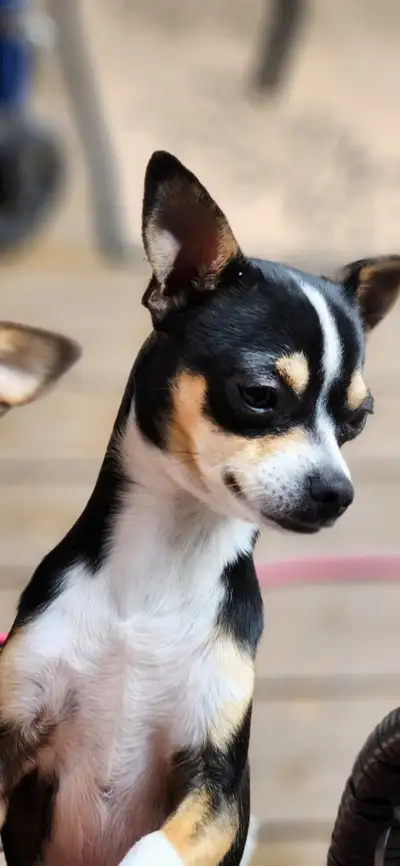 Chihuahua 1an, View more