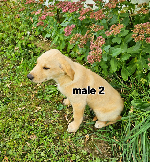 Golden Retriever/Border Collie puppies in Dogs & Puppies for Rehoming in Stratford - Image 3