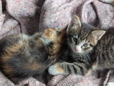 Gorgeous Kittens!, View more