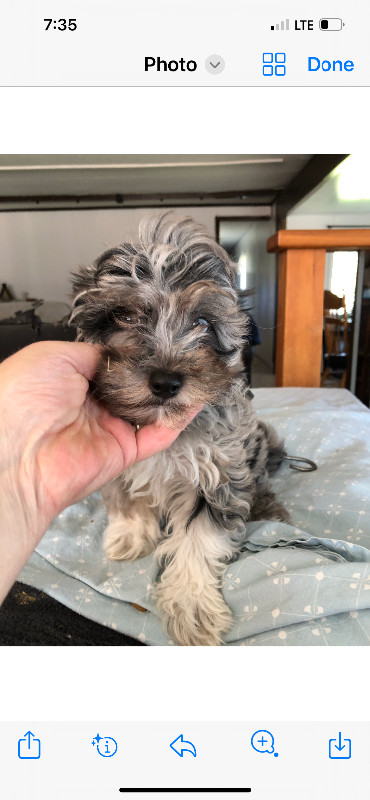 Merle Yorkiepoo pups males in Dogs & Puppies for Rehoming in St. Albert