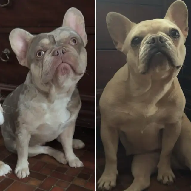 chiots Bulldog francais de très bon lignée  , french BULLDOG in Dogs & Puppies for Rehoming in Laval / North Shore - Image 5