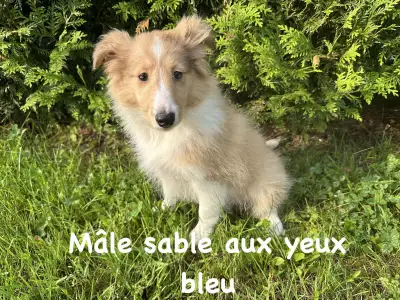 chiots berger shetland, View more