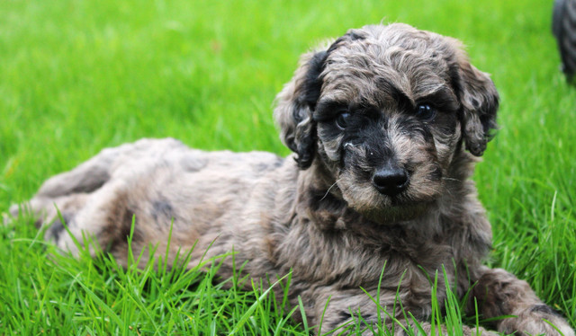 Blue Merle & Parti Blue Merle F1b Medium Goldendoodle Puppies in Dogs & Puppies for Rehoming in Ottawa - Image 4