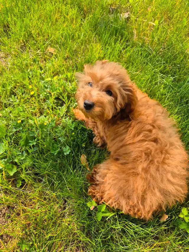 Stunning Red Toy Poodle Puppies in Dogs & Puppies for Rehoming in Mississauga / Peel Region - Image 2