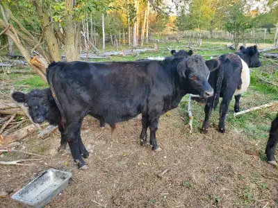 Belted Galloway Bull Calves, View more