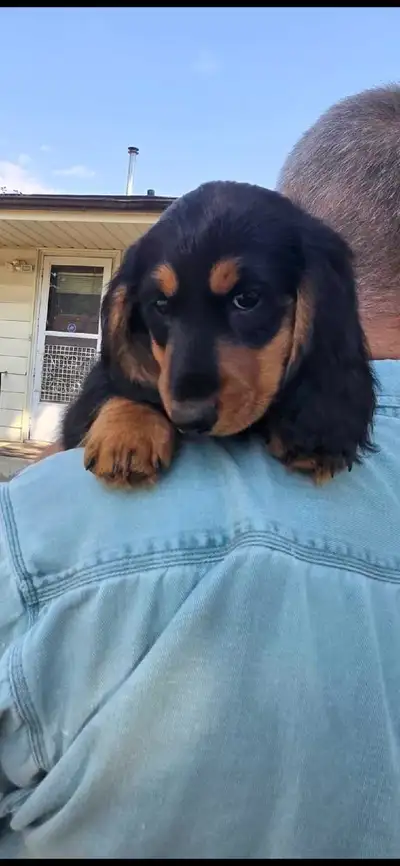 dachshund puppies, View more