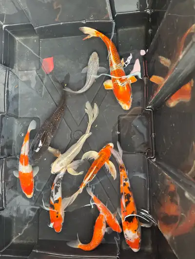 Koi japonais, View more