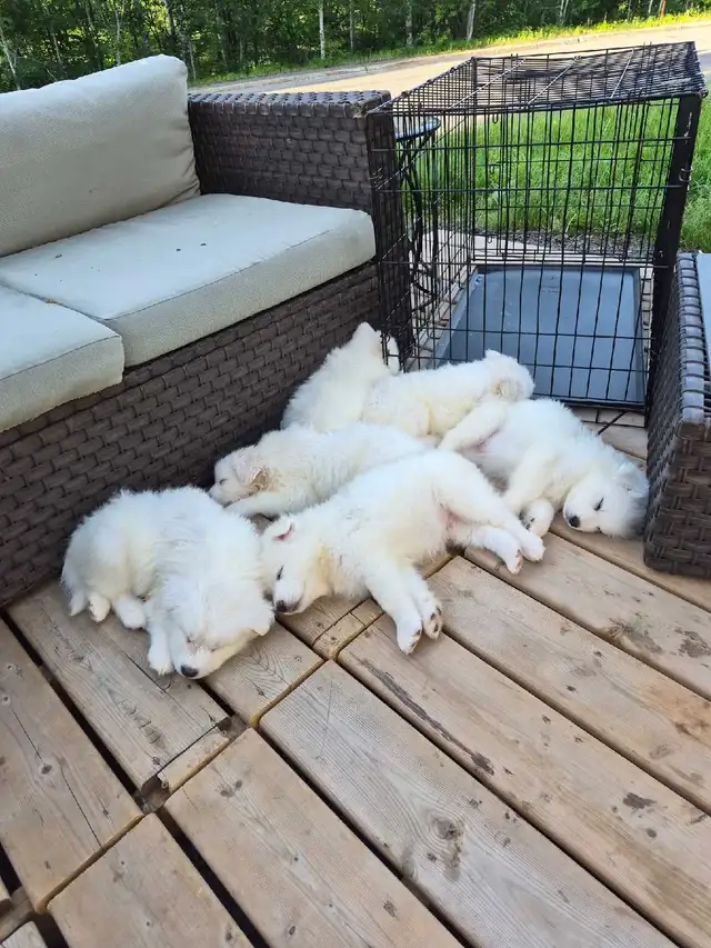 samoyed puppies in Dogs & Puppies for Rehoming in Sudbury - Image 2