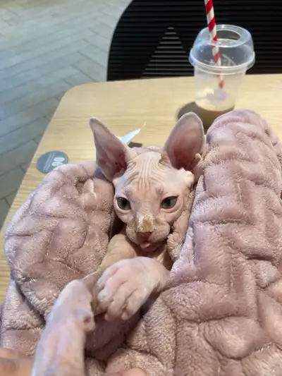 Sphynx kitten for adoption ❤️, View more