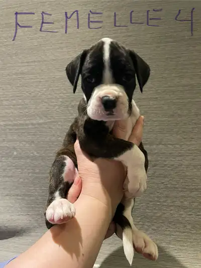 Magnifique porté de chiot boxer manipuler avec des enfants dans un milieu familial. Très colleux ser...