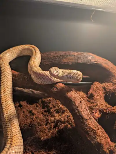 California King Snake for rehoming ASAP with enclosure , View more