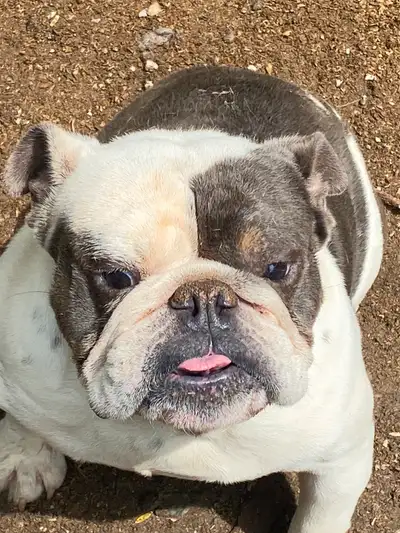 Rare Blue and Tan male English Bulldog, View more