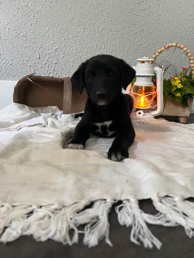 Puppies looking for a new home, View more