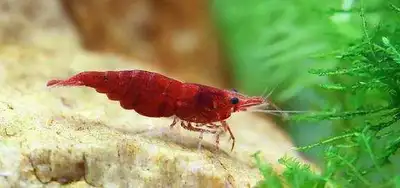 Red Cherry Shrimp, View more