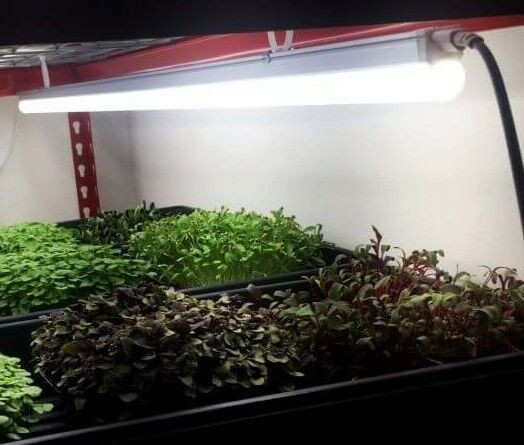 Lumières NEUVES (2 et 4 pieds) LED pour jardin, semis, plante dans Éclairage intérieur et plafonniers  à Ville de Québec