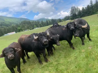 Water Buffalos for sale : One year old steer (SOLD) 2 yrs old bull 2 Less than one year old bull-cal...