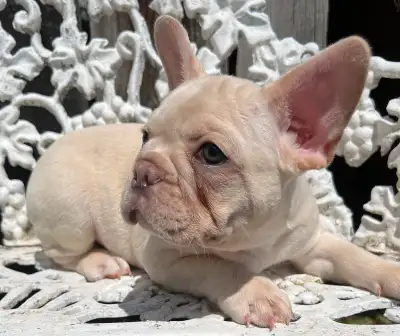 French Bulldog puppies 2 year Health Guarantee, View more